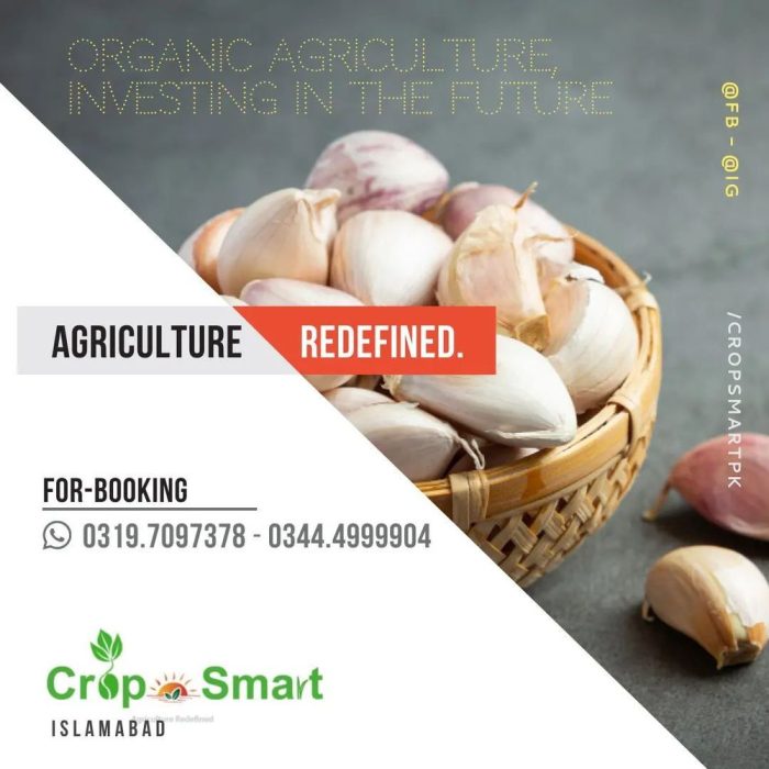 crop-smart-g1-garlic-portfolio-sk